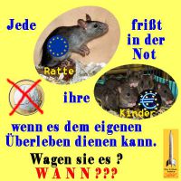 SilberRakete_Ratten-fressen-Kinder2